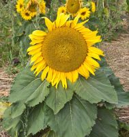 10 เมล็ด ทานตะวันซันสปอต - Sunspot Sunflower