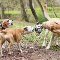 Interactive Dog Football Reflective Soccer Ball Inflated Training Toy Outdoor Border Collie Balls For Large Dogs Pet Supplies