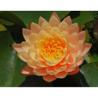 เมล็ดบัวจิ๋ว สีทอง (Mini Golden Lotus) 5 เมล็ด