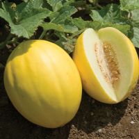 เมล็ดพันธุ์ เมล่อนสีทอง Melon Gold เมล่อนสีทอง 70 เมล็ด  [ 10 แถม 1 คละได้ ]