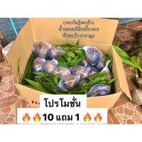 ขายดีอันดับ1 พันธุ์มะพร้าวน้ำหอมเตี้ยแท้ไซส์30-50ซม.พร้อมปลูกจ้า รอด100# 2-3ปีออกลูกเห็นผลเร็ว ส่งทั่วไทย ต้นไม้ ฟอก อากาศ กระถาง ต้นไม้ ไม้ ประดับ ต้นไม้ ปลูก ใน บ้าน