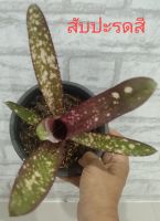 สับปะรดสี บิลเบอร์เกีย(ฺBillbergia)#ไม้ประดับ#ต้นไม้สวยงาม#ไม้มงคล#ตกแต่งสวน(จำหน่ายแบบถอดกระถาง)