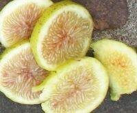 มะเดื่อฝรั่งสายพันธุ์ Inca gold Fig (อินคาโกลด์) 1 ต้นฟิกส์ "ทาบกิ่ง" ผลไม้ช่วยลดน้ำหนัก พร้อมให้ลูกแล้ว ส่งพร้อมกระถาง 10 นิ้ว