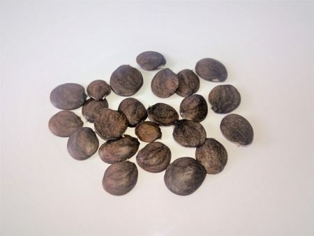 10-เมล็ดพันธุ์-เมล็ด-วิสทีเรีย-หมายถึง-ความมีอายุยืนยาว-wisteria-seeds-อัตราการงอก-80-85