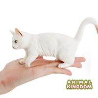 Animal Kingdom - โมเดล Cat แมว ขาว ขนาด 17.50 CM (จากสงขลา)