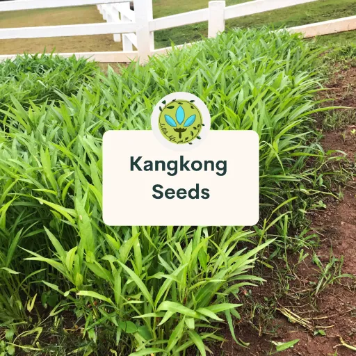 Upland Kangkong 40 50 Seeds Vegetable Outdoor Pot Plant Sale Lazada PH
