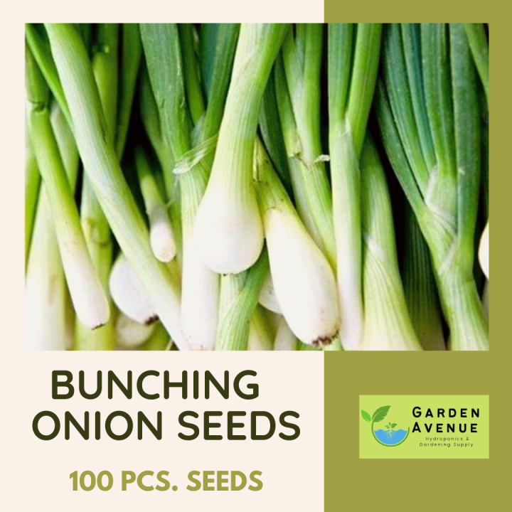 Bunching Oniondahon Ng Sibuyas 100pcs Seeds Jackou Varietyeasy To