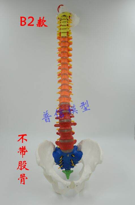 at-the-human-body-vertebra-model-with-pelvic-femoral-bone-flexible-activities-hanging-spine-model