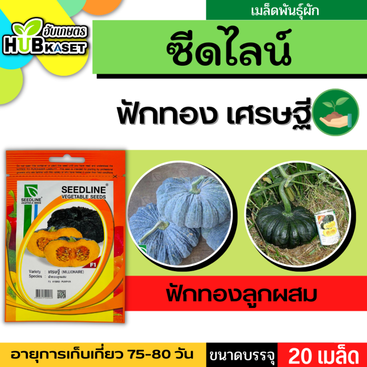 ซีดไลน์-ฟักทองลูกผสม-เศรษฐี-ขนาดบรรจุประมาณ-20-เมล็ด-อายุเก็บเกี่ยว-75-80-วัน