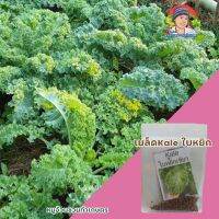 เมล็ด​Kale​ใบหยิก40-50  เมล็ด​