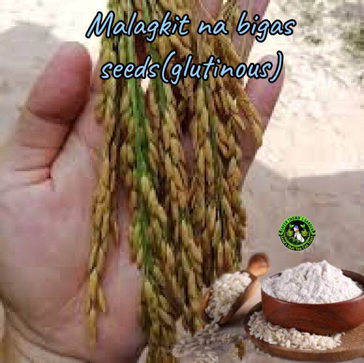 MALAGKIT NA BIGAS SEEDS PANGTANIM (GLUTINOUS RICE SEEDS ) Lazada PH