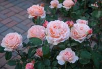 30 เมล็ด เมล็ดพันธุ์ กุหลาบ สีแชมเปญ Champagne Rose Seeds ดอกเล็ก ต้นไม้แคระ นำเข้าจากต่างประเทศ พร้อมคู่มือ เมล็ดสด ใหม่