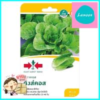 เมล็ดพันธุ์ผักกาดคอส คิงส์คอส ศรแดงCOS LETTUCE SEEDS SORNDAENG KINGS COS **หมดแล้วหมดเลย**