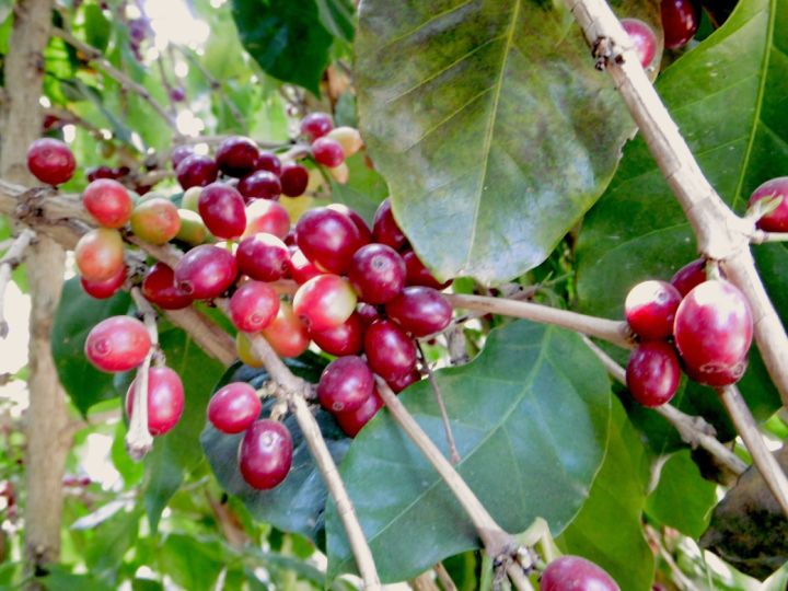 กาแฟสารพม่า-ฮั่นนี่-เกรดเอarabica-coffee-beans-honey-grade-a-1-000-กรัม