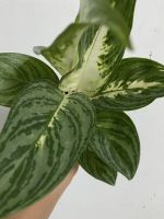 Dieffenbachia ไม้ใบ กระถาง 4 นิ้ว จัดส่งพร้อมกระถาง