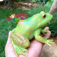 Monkey Toys - โมเดลสัตว์ Frog กบ บูลฟร็อก เขียว ขนาด 13.50 CM (จากหาดใหญ่)