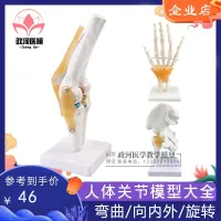 Human body joint model teaching elbow wrist ankle bone shoulder knees hip bone structure attached to the ligament medicine