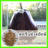 พร้อมส่ง ❗ รหัส 063 เมล็ดพันธุ์แท้ OP แท้  มะเขือม่วงยักษ์ - Black Beauty Eggplant รสชาติดี นิยมปลูกกันมาก