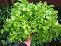 สลัดกรีนโบว์ล เมล็ดผักสลัด Green Salad Bowl Lettuce Seed