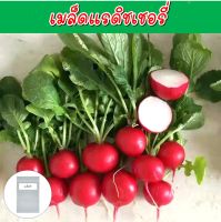 แรดิชเชอรี่ เมล็ดพันธุ์ 60-80 เมล็ด (Cherry Belle Radish Seeds) 4.7