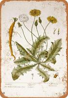 ป้ายดีบุก Patisaner-Dandelion Botany Plate-ดูเป็นสนิม8X12นิ้ว0727