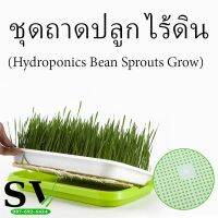 ถาดเพาะต้นอ่อนไร้ดิน ❗️ถาดเพาะ กับ ฝาปิด แยกขายนะ❗️ถาดเพาะ ปลูกทานตะวัน ถั่วงอก ไม่มีดินก็สามารถปลูกผักได้ ถาดปลูก ฝาปิด