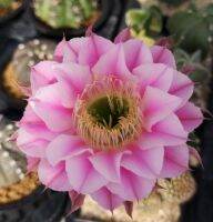 Echinopsis​ ดอกสีชมพู