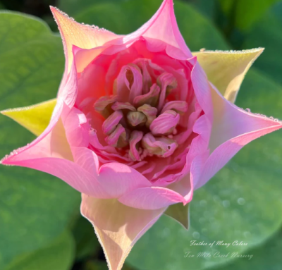 5 เมล็ด บัวนอก บัวนำเข้า บัวสายพันธุ์ Feather of Many Colors LOTUS สีชมพู สวยงาม ปลูกในสภาพอากาศประเทศไทยได้ ขยายพันธุ์ง่าย เมล็ดสด