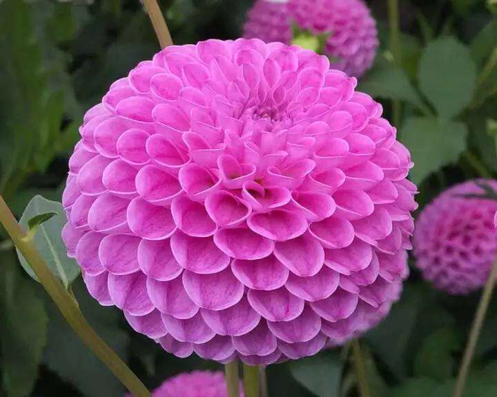 เมล็ดพันธุ์-dahlia-pinnata-pompon-30-เมล็ด-เมล็ดพันธุ์นำเข้าจาก-อังกฤษ