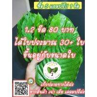 (promotion++) ใบ120g 80  เก็บสดๆจากต้นปลอดสารเคมี%35-50ใบ(ซื้อ5แถม1)เน่าเสียรับเครมสินค้า สุดคุ้มม ต้นไม้ ฟอก อากาศ กระถาง ต้นไม้ ไม้ ประดับ ต้นไม้ ปลูก ใน บ้าน