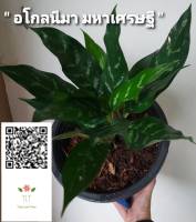 ต้นมหาเศรษฐี (Aglaonema sp. ‘Mahasetthi’)_ต้นเขียวหมื่นปี_ไม้ประดับและไม้มงคล_บรรจุขนาด 11"