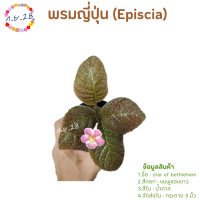 [8]พรมญี่ปุ่น "สตาร์ อ๊อฟ เบธเลเฮม" (star of bethlehem) ใบสีน้ำตาล ดอกชมพูขอบขาว น่ารักมาก ส่งในกระถาง 3