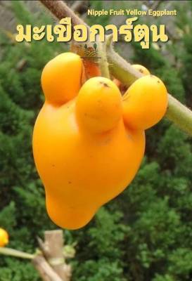 มะเขือการ์ตูน Nipple Fruit Yellow Eggplant เมล็ดพันธุ์มะเขือ บรรรจุ 10 เมล็ด 10 บาท