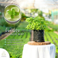 Treeno.9 T480 มิ้นท์ญี่ปุ่น (Japanese Mint) ส่งแบบ ถุงดำ 6 นิ้ว / สูง 15-30 cm. / สมุนไพรฝรั่ง กลิ่นหอม ดีต่อสุขภาพ (Herb)