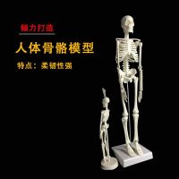 Removable 45 cm big 20 cm small frame body removable model of human body skeleton model used for medicine in play