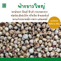 ฟ่างใหญ่ (ขาว แดง) แบ่งขาย 200-500G.