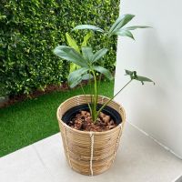 [ลด8%โค้ด“7L4YVL”] Rattan Pot : กระถางหวาย กระถางต้นไม้ กระถางมินิมอล กระถางหวายเวียน กระถางต้นไม้มินิมอล