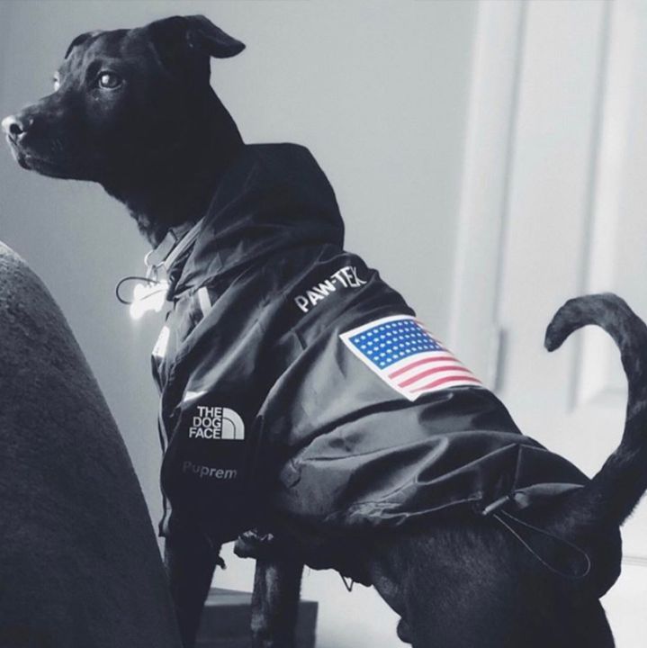 Big Spade] American Flag Tide Brand The Dog Face Jacket Weatherproof Large  Raincoat North Of Same Spring And Summer Pet | Lazada