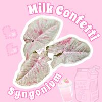 syngonium milk confetti ?ไม้วางข้อ กระถาง4นิ้ว สายหวานห้ามพลาด?