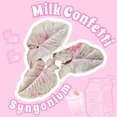 syngonium milk confetti 🪴ไม้วางข้อ กระถาง4นิ้ว สายหวานห้ามพลาด🔥