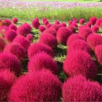 10 เมล็ด/ชุด เมล็ดพันธุ์ หญ้ากอเชีย Kochia scoparia burning bush