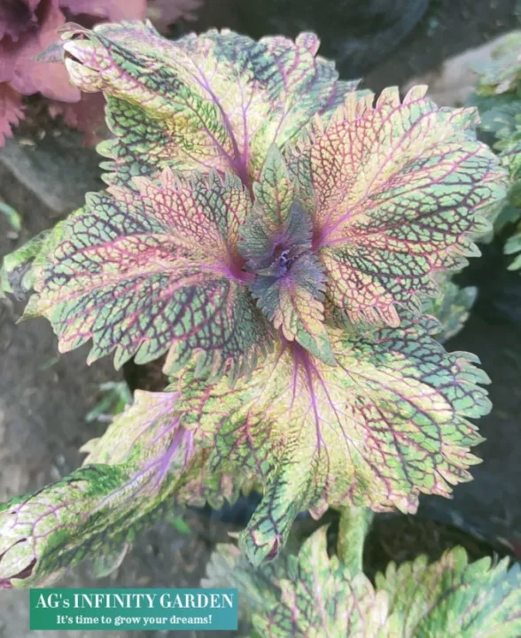 Mayana Coleus Dragon Scale Live Plant ( Super Rare Mayana ) With FREE