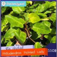 (จัดโปร) Philodendron Painted Lady/ฟิโลเดนดรอน เพ้นท์เลดี้/เพ้นท์เลดี้ ลดราคา ต้นไม้ ต้นไม้มงคล ต้นไม้ฟอกอากาศ ไม้ด่าง