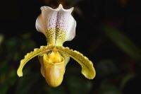 30 เมล็ดพันธุ์ Seeds เมล็ดกล้วยไม้ กล้วยไม้รองเท้านารี (Paphiopedilum Orchids) Orchid flower seeds อัตราการงอก 80-85%