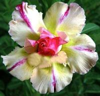 10 เมล็ด เมล็ดพันธุ์ ชวนชม สายพันธุ์ไต้หวัน สีเหลือง Adenium Seeds กุหลาบทะเลทราย Desert Rose ราชินีบอนไซ มีคู่มือปลูก นำเข้าจากไต้หวัน