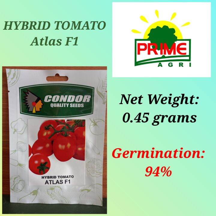 Hybrid Tomato Atlas F1 Condor Quality Seeds Lazada Ph 1392