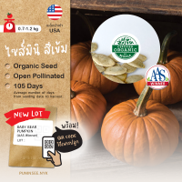 ?เมล็ดนำเข้า ฟักทองเบบี้แบร์ Baby Bear Pumpkin (Organic Seed) AAS Winners สายพันธุ์นี้มีรางวัล