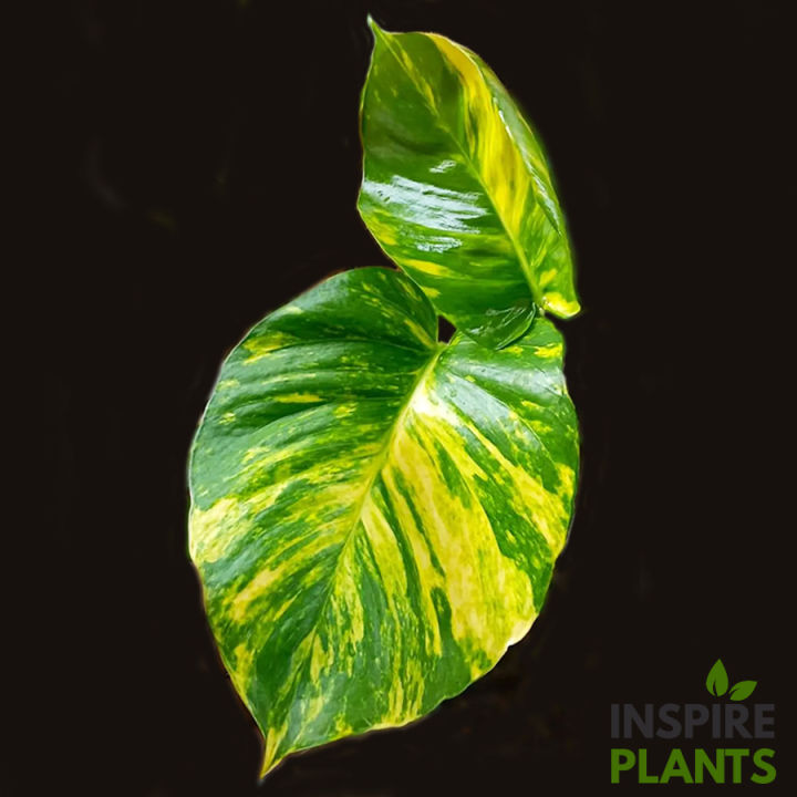 inspire-plants-พลูด่างยักษ์-giant-golden-pothos-ใบสวยมาก-มีทั้งแบบกิ่ง-ต้นใบเล็ก-ต้นใบใหญ่-เลื้อยยิ่งสูงยิ่งใบใหญ่และฉีก