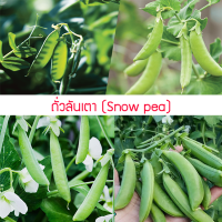 เมล็ดพันธุ์ ถั่วลันเตา (Sugar pea) 50เมล็ด ปลูกง่าย ปลูกได้ทั่วไทย