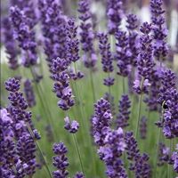 เมล็ดพันธุ์ ลาเวนเดอร์ Lavendula angustifolia lavender 100 เมล็ด เมล็ดพันธุ์นำเข้าจากอังกฤษ